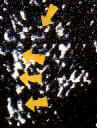 The imprint of the astrologer's staff 
